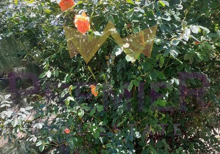 Два парцела в с.Долище -  - снимка 10 - Имоти Премиер