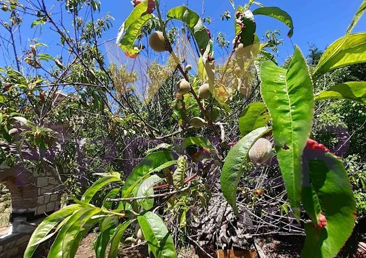 Два парцела в с.Долище -  - снимка 14 - Имоти Премиер