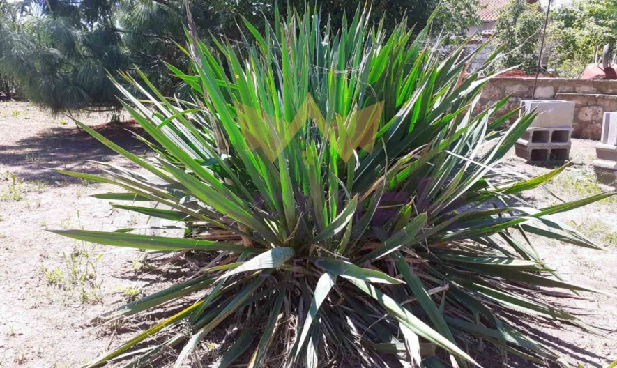 Два парцела в с.Долище -  - снимка 15 - Имоти Премиер