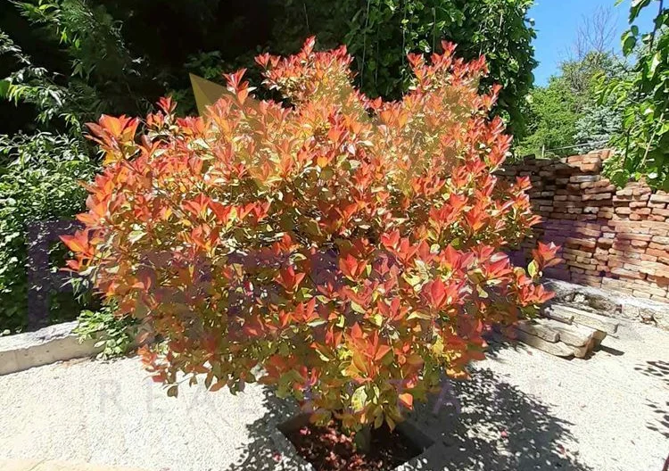 Два парцела в с.Долище -  - снимка 20 - Имоти Премиер