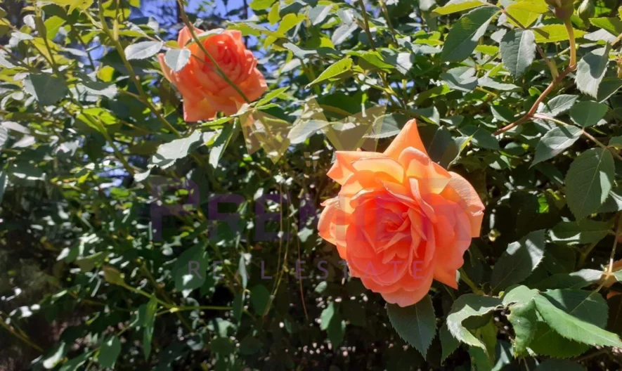 Два парцела в с.Долище -  - снимка 27 - Имоти Премиер