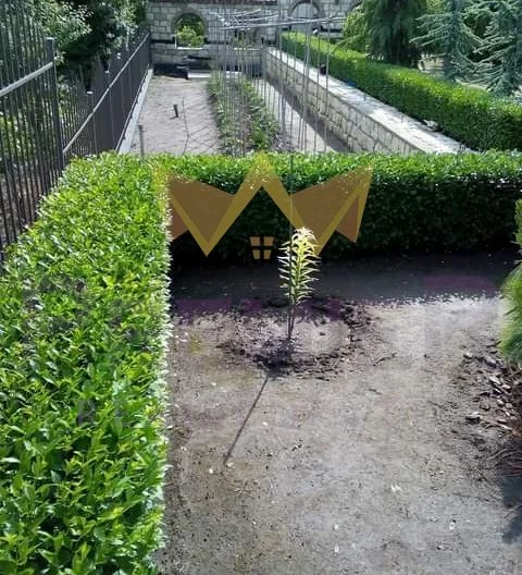 Два парцела в с.Долище -  - снимка 3 - Имоти Премиер