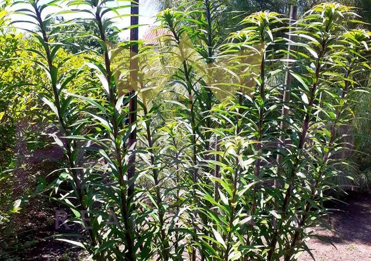 Два парцела в с.Долище -  - снимка 30 - Имоти Премиер