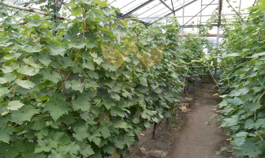 Двуетажна къща с. Бенковски - - снимка 25 - Имоти Премиер