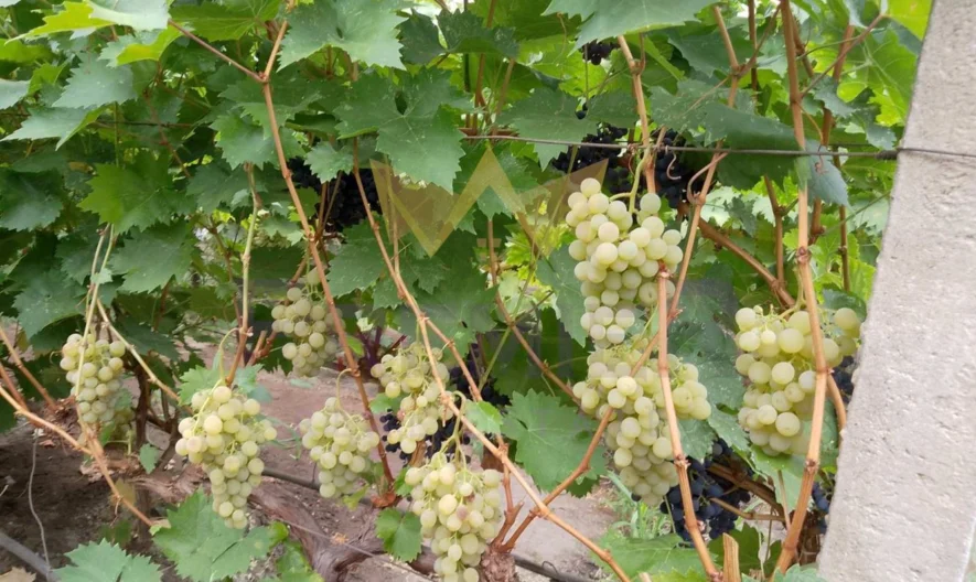 Двуетажна къща с. Бенковски -  - снимка 27 - Имоти Премиер