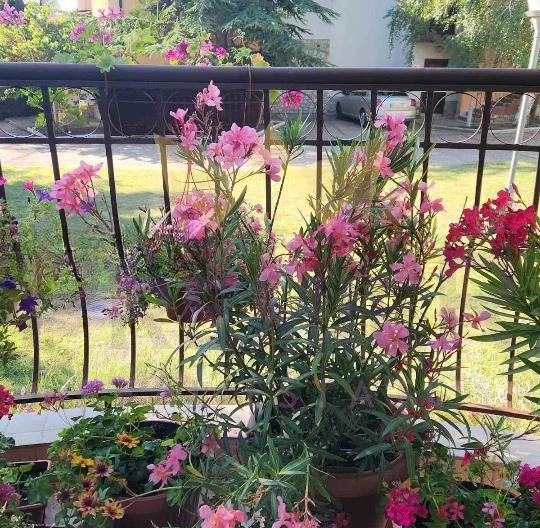 Едноетажна къща в затворен комплекс на 5 км. от Албена - - снимка 12 - Имоти Премиер