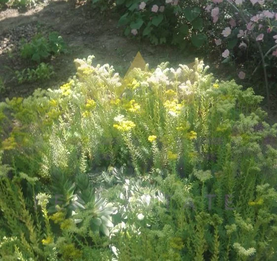 Къща в Балчик -  - снимка 14 - Имоти Премиер