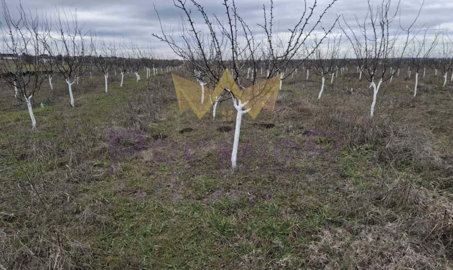 Овощна градина, м-т Добрева чешма - - снимка 1 - Имоти Премиер