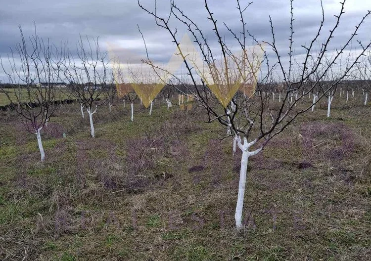 Овощна градина, м-т Добрева чешма - - снимка 5 - Имоти Премиер