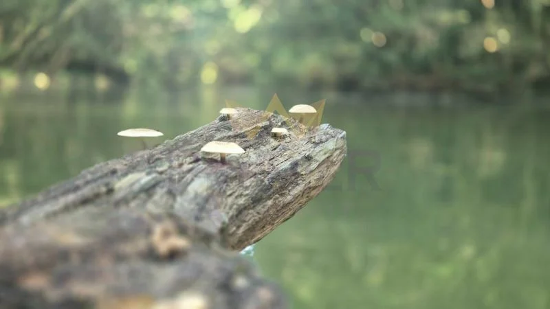 Парцел, Камчия -  - снимка 9 - Имоти Премиер