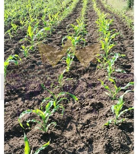 Парцел с. Аврен, обл. Варна -  - снимка 1 - Имоти Премиер