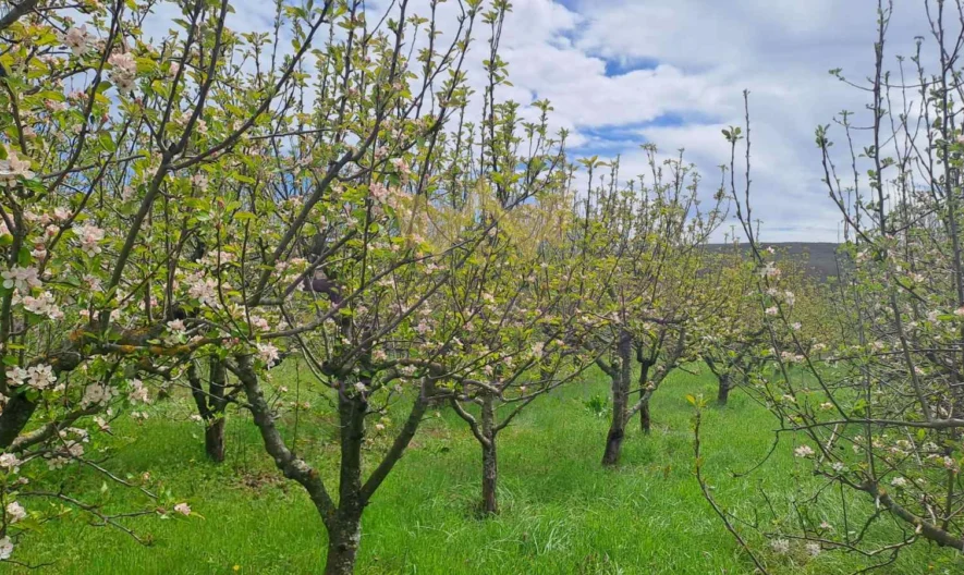 Парцел с. Кривини, обл.Варна -  - снимка 14 - Имоти Премиер