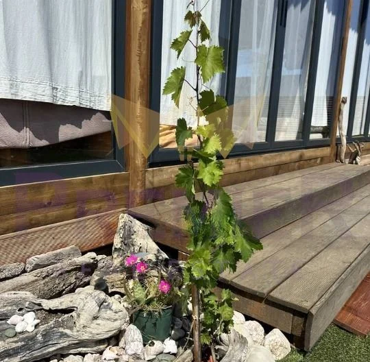 Парцел  с лятна къща и проект за масивен дом до Арапя -  - снимка 10 - Имоти Премиер