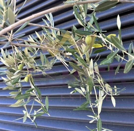 Парцел  с лятна къща и проект за масивен дом до Арапя -  - снимка 14 - Имоти Премиер