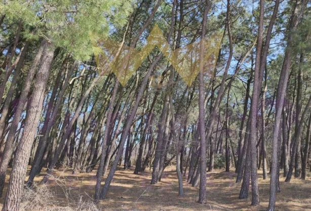 Агенция за недвижими имоти - Имоти Премиер - имот - 709008, Цена: 109000 EUR