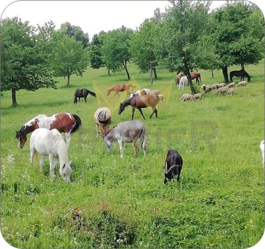 Продава Къща село Китен Област Варна -  - снимка 4 - Имоти Премиер