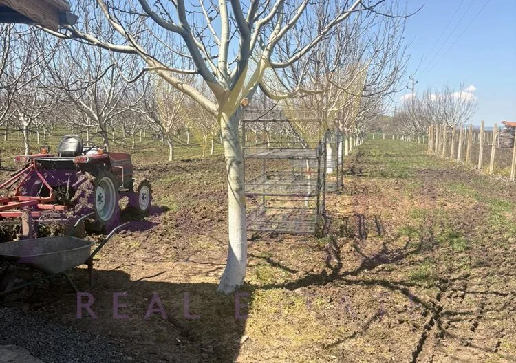 Просторна къща с 20 декара орехови насаждения със собствен водоизточник в с. Малка поляна -  - снимка 8 - Имоти Премиер