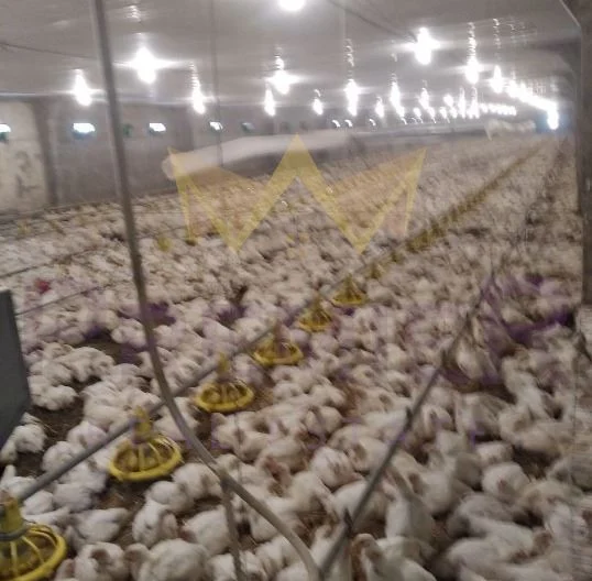 Работещ инвестиционен проект – модерна птицеферма с подписани договори за реализация на продукцията -  - снимка 2 - Имоти Премиер