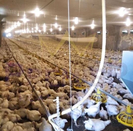 Работещ инвестиционен проект – модерна птицеферма с подписани договори за реализация на продукцията -  - снимка 3 - Имоти Премиер