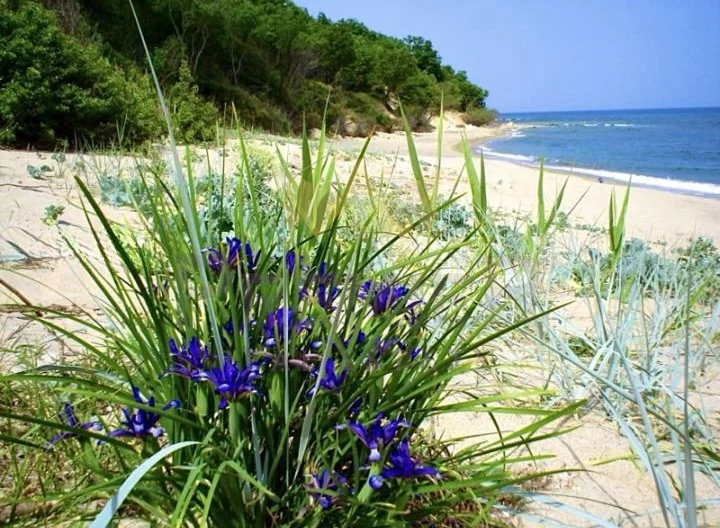 Стилна къща с просторен двор и изключителна локация в с. Приселци, обл. Варна -  - снимка 15 - Имоти Премиер