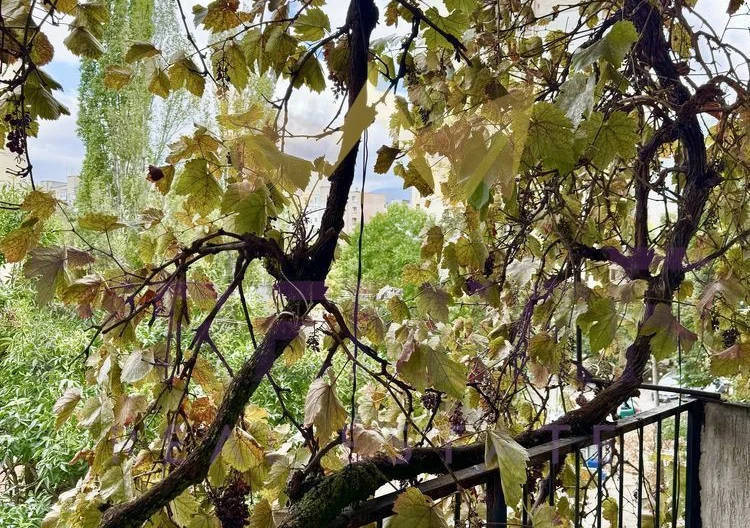 Тристаен апартамент в Павлово -  - снимка 7 - Имоти Премиер